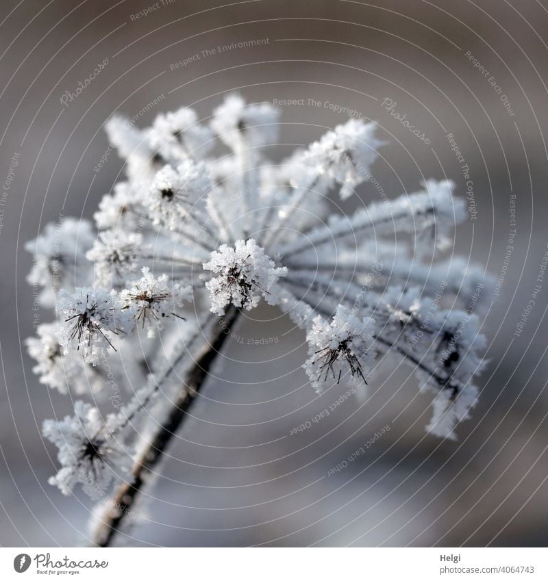 vertrocknete Doldenblüte mit Raureif besetzt Eiskristalle Winter Kälte Frost bizarr kalt gefroren Natur frieren Pflanze Außenaufnahme Nahaufnahme Menschenleer