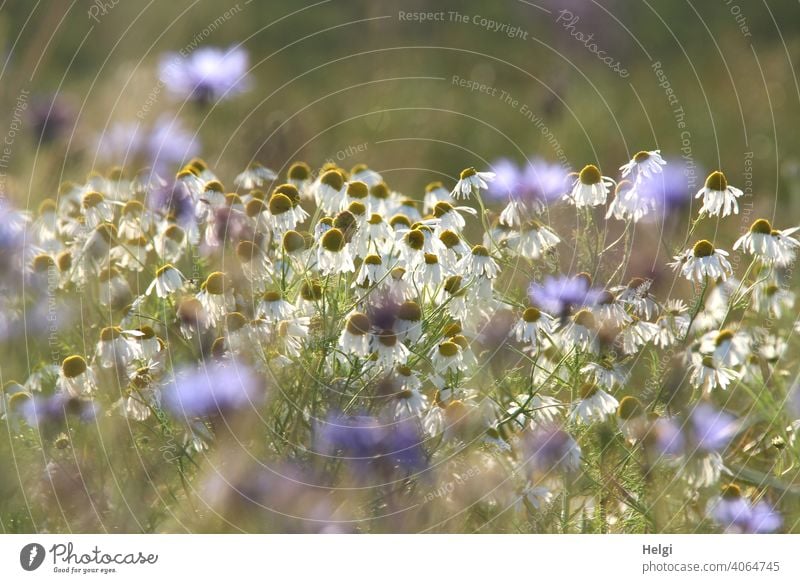 ein bißchen Sommer - Kamillenblüten und Kornblumen bei Gegenlicht in einem Kornfeld Blume Blüte Sonnenlicht schönes Wetter Unschärfe Schärfe leuchten blühen