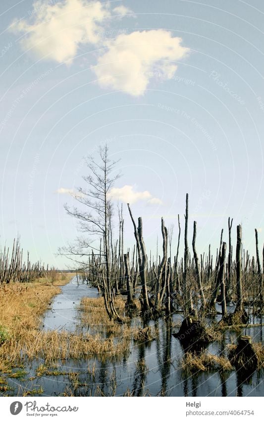 im Wasser stehende abgestorbene Bäume im Moor von Anklam Moorlandschaft Baum Gras Spiegelung Himmel Wolken schönes Wetter Mecklenburg-Vorpommern Sumpf