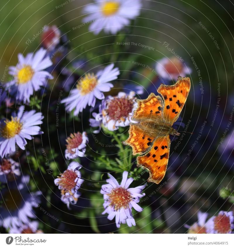C-Falter (Polygonia c-album) auf lila Herbstastern Schmetterling Edelfalter Tagfalter Insekt Fleckenfalter Blume Blüte Aster blühend verblüht Sonnenlicht Licht