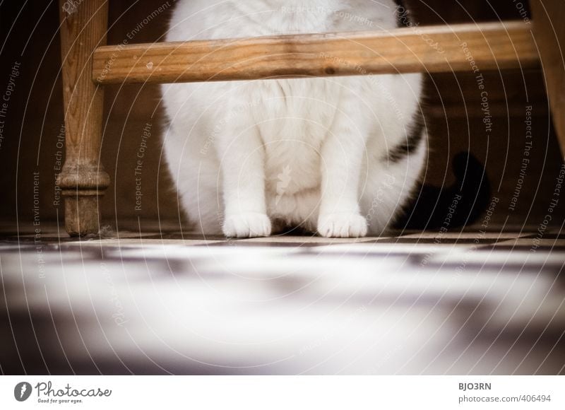 vis-à-vis Katze braun schwarz weiß Pfote Anschnitt Stuhl Beine sitzen Bodenbelag ruhen ruhig Fell kariert Kontrast Haustier Innenaufnahme Küche unten Schutz