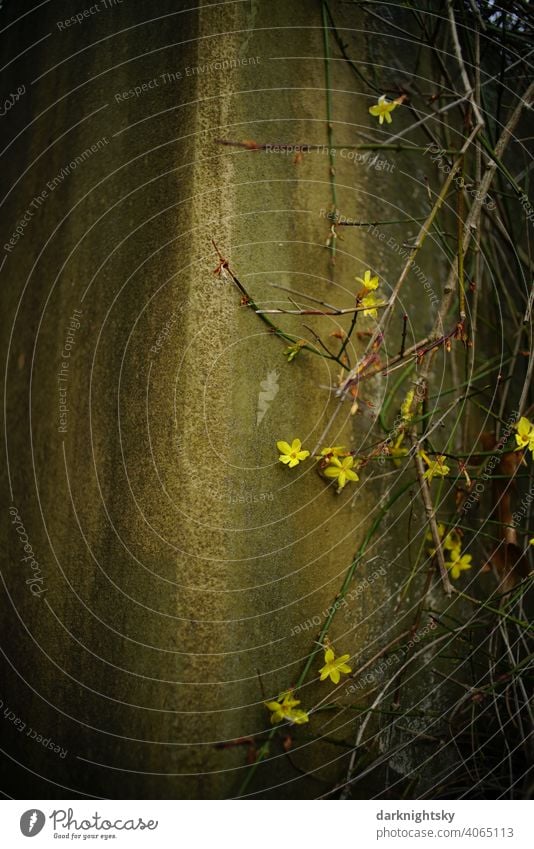 Frühling zieht ein anhand einer blühenden Forsythie Forsythia × intermedia Blume Blüte wand mauer gelb ocker Mauer Pflanze Farbfoto Außenaufnahme Blühend