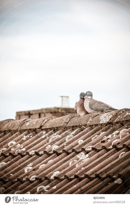 über unseren Köpfen Himmel Wolken Dach Schornstein Taube 2 Tier Tierpaar Brunft berühren Liebe sitzen authentisch Zusammensein Glück nah niedlich blau braun