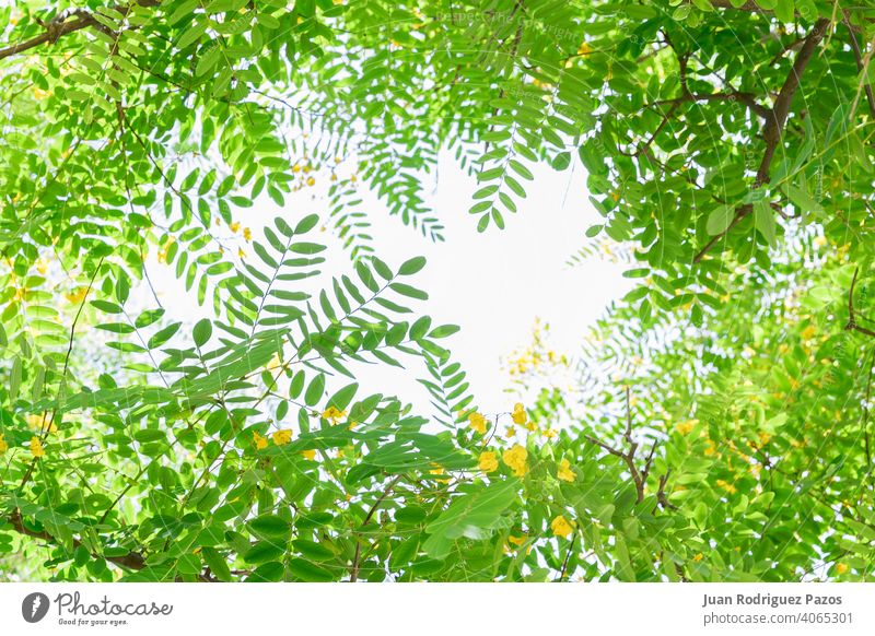 Zweige mit grünen Blättern rahmen das Bild ein. Platz zum Kopieren. Hintergrund Umwelt Rahmung Niederlassungen üppig (Wuchs) Rahmen Wald umgebungsbedingt