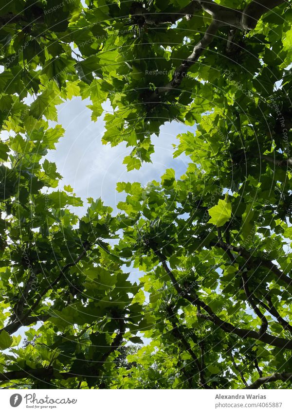 Herz aus grünen Blättern mit Blick auf den Himmel herzförmig Blattgrün Baumkrone herzform himmelwärts Äste Äste und Zweige