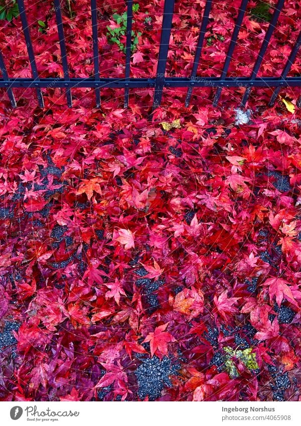 Rote Blätter vor schwarzem Zaun Herbstlaub Herbstfärbung Blatt Laubwerk herbstlich Farbfoto Herbststimmung Außenaufnahme fallen Jahreszeiten mehrfarbig rot