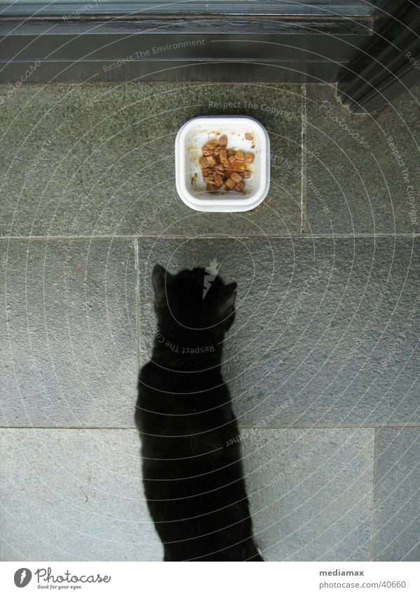 eat me! Katze schwarz Futter Fressen Steinplatten Schwarze Katze Appetit & Hunger anschleichen Fressnapf