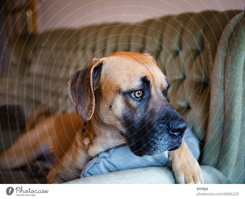 Couchsurfer, Mischlingshund mit Schlappohren liegt auf dem Sofa und schaut aus dem Fenster Hund Tierporträt liegen schauen Blick Haustier beobachten