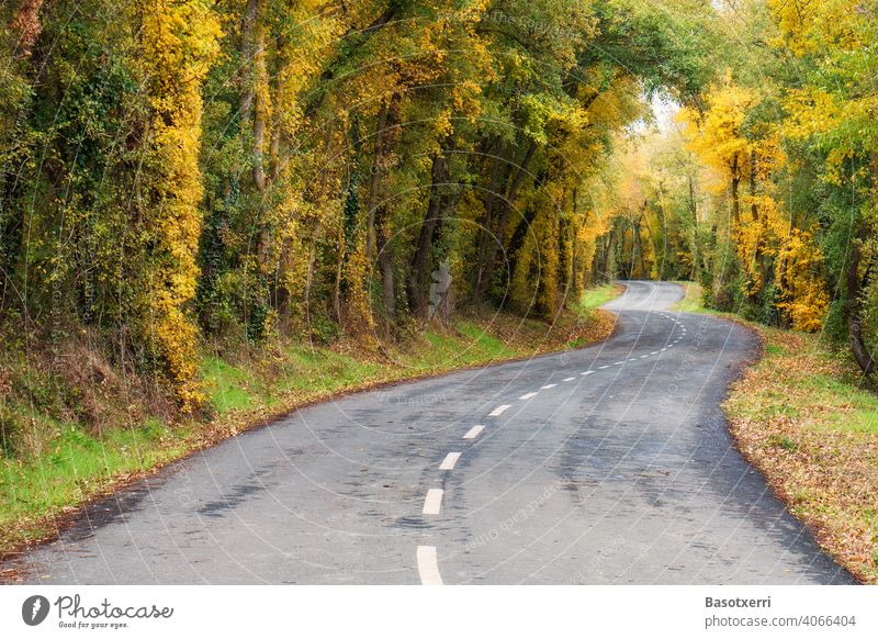 Farbenfrohe schmale, kurvige Landstrasse im Herbst. Vitoria, Baskenland, Spanien farbenfroh gelb orange grün Jahreszeiten Straße Landstraße Fahrspur Asphalt