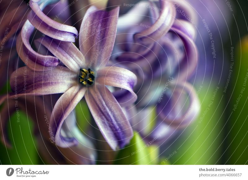 Hyazinthe lila/violett Blüte Blume Pflanze Frühling Blühend Nahaufnahme Farbfoto Schwache Tiefenschärfe schön Menschenleer Tag Innenaufnahme