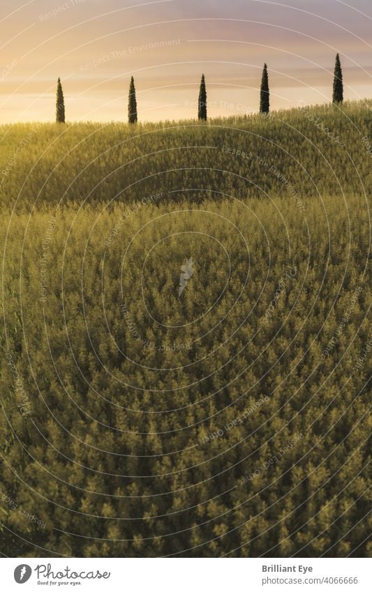 Blick auf eine mediterrane Zypressenreihe hinter hohem Grasfeld im Abendsonnenlicht Feld reisen Bereiche Pflanze idyllisch Land Windstille sich[Akk] entspannen