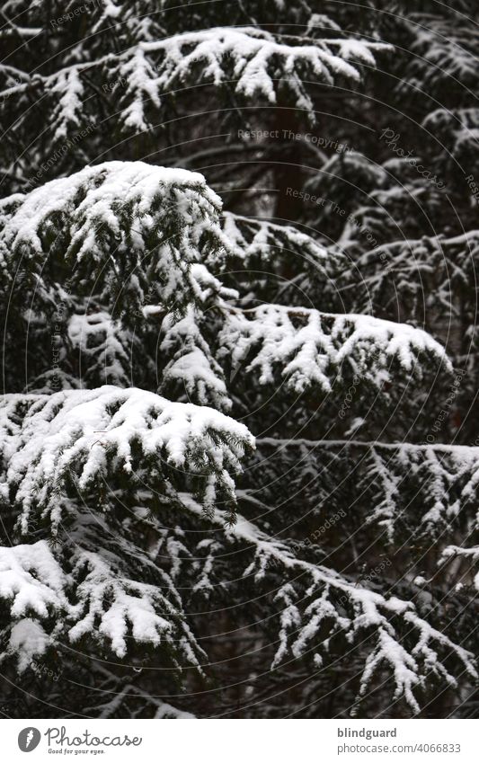 Winter is coming ... Tanne Wald Schnee Äste Nadeln schwarz weiß Nadelbaum Baum Natur kalt Außenaufnahme Menschenleer Umwelt Klimawandel Forst Wetter Winterwald