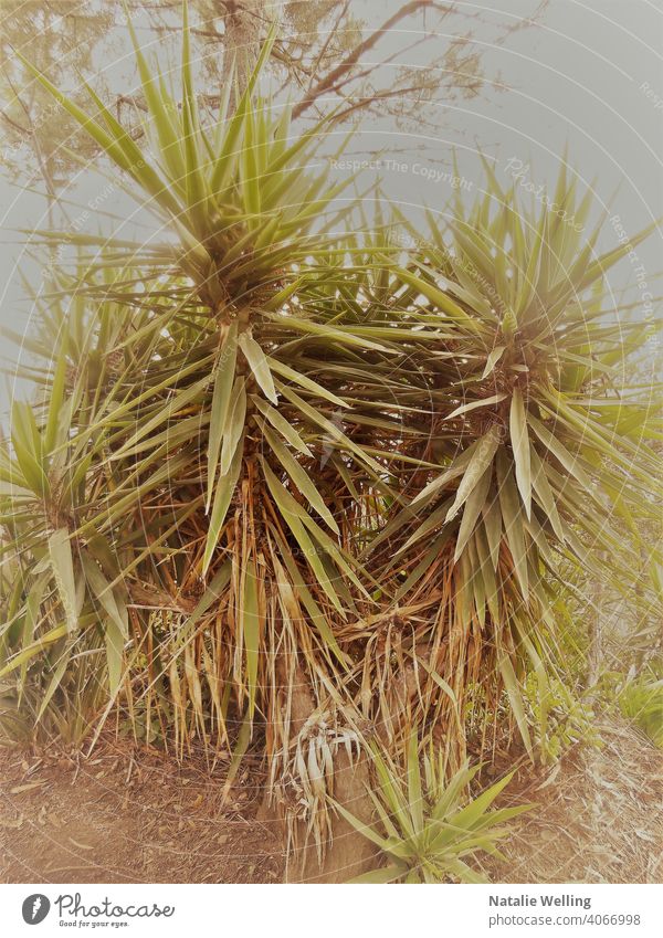 Retro-Stil Fotografie einer Yucca-Pflanze wüst Natur Flora Wildnis Blatt gerade Blätter Spitze Trockene Blätter Umwelt Roadtrip retro grün exotisch botanisch