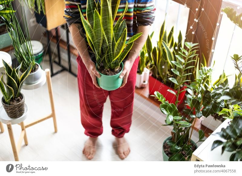Mann hält Topfpflanze in Händen zu Hause Öko Floristik Pflege Gesundheit Flora botanisch wachsend frisch Blatt Wachstum organisch Natur Gärtner grün natürlich