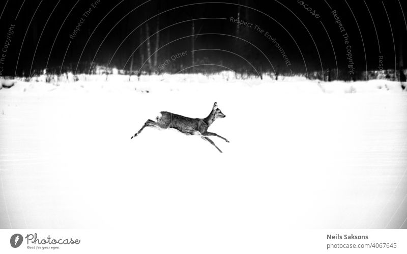 einer der Hirsche vom Weihnachtsmann, der über das Feld fliegt, hat sein Geweih verloren Weißwedelhirsch Weißschwanzbock Tiere Winter Bock Lettland Tag Umwelt