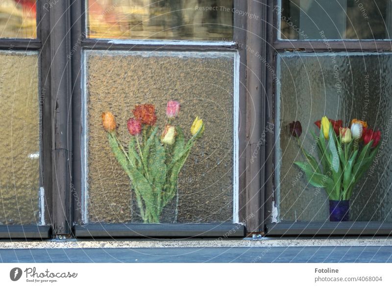 1900 Frühlingsblumen im Fenster Fensterglas Fensterscheibe Fensterkreuz Holz Glas Blumen Vase Blumenstrauß Tulpe Tulpenblüte tulpenstrauß Blüte Pflanze schön