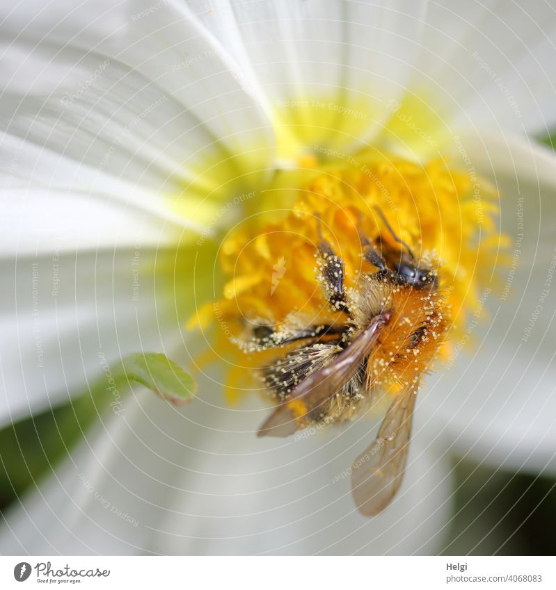 von Bienchen und Blümchen - mit Pollen bedeckte Hummel sucht Nektar in einer Dahlienblüte Insekt Blume Blüte Futtersuche Sommer blühen Natur Pflanze Nahaufnahme