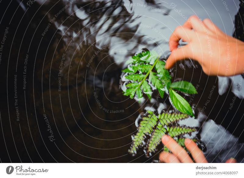 Eine Kinderhand legt einen Farn und  grüne Blätter auf fließendes Wasser. Finger Tag Nahaufnahme Farbfoto Außenaufnahme Hand Mensch Licht Detailaufnahme Spielen