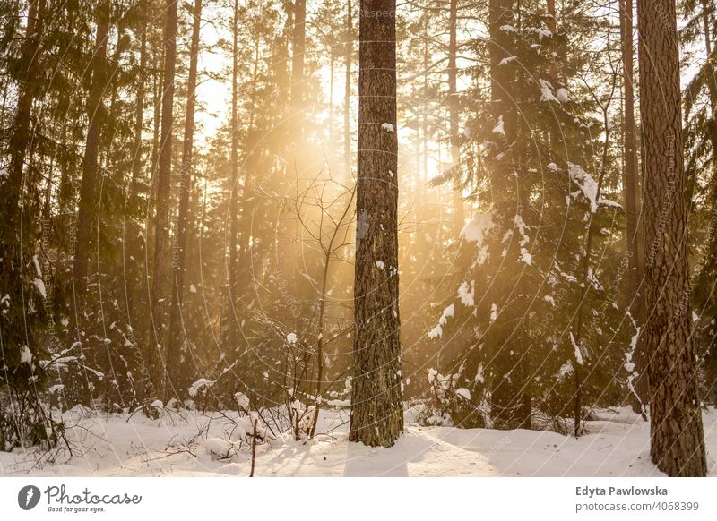 Die Sonne scheint durch den schneebedeckten Winterwald Waldgebiet Sonnenschein niemand sonnig Sonnenstrahlen Landschaft Schneelandschaft Sonnenlicht gefroren