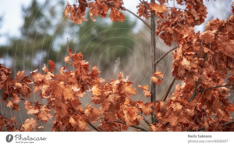 Nahaufnahme eines trockenen Eichenastes mit braunen Laubblättern im Winter Herbst Wandel & Veränderung abschließen bunt Landschaft tot getrocknet trocknen