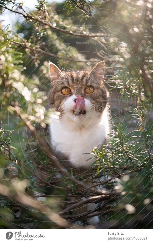 Katze sitzt inmitten grüner Rosmarinstrauch im Freien in der Natur lecken Lippen sonnig Sonnenlicht Pflanzen Buchse in die Kamera schauen beobachtend