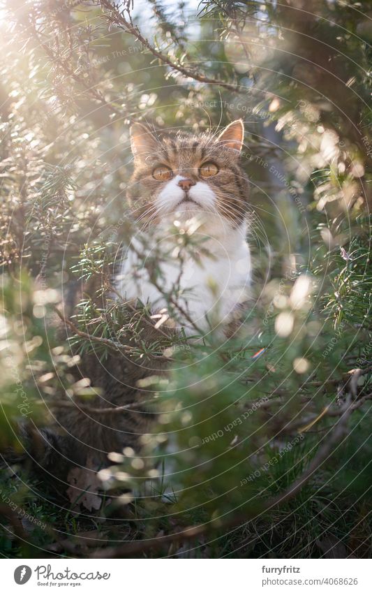 Katze sitzt inmitten grüner Rosmarinbüsche im Freien in sonniger Natur und schaut nach oben Sonnenlicht Pflanzen Buchse Blick beobachtend versteckend Erkundung