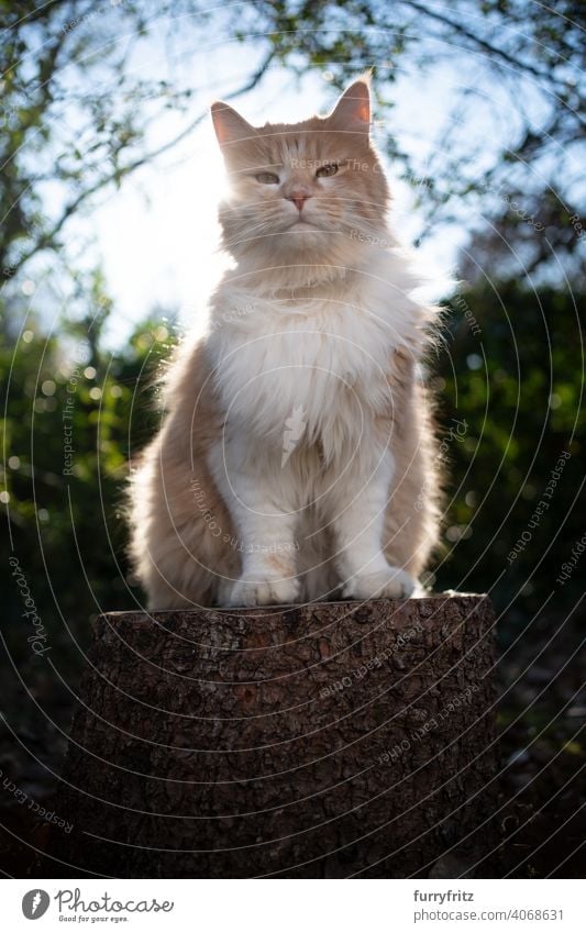 Langhaarige Katze sitzt auf Baumstumpf im Freien in sonniger Natur Sonnenlicht Pflanzen Baumruine Garten Vorder- oder Hinterhof grün in die Kamera schauen