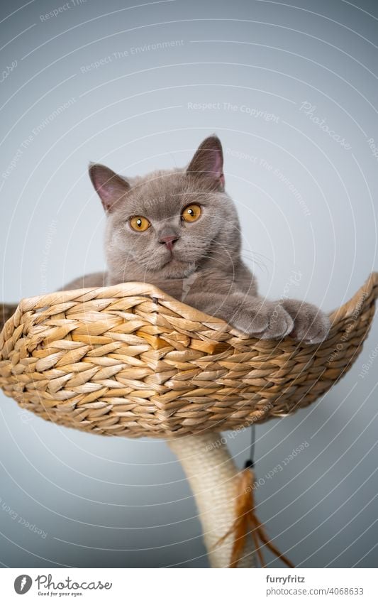 lila Britisch-Kurzhaar-Kätzchen ruht auf Haustier Bett von Kratzbaum mit Kopie Raum Katze Haustiere Rassekatze britische Kurzhaarkatze fluffig Fell katzenhaft