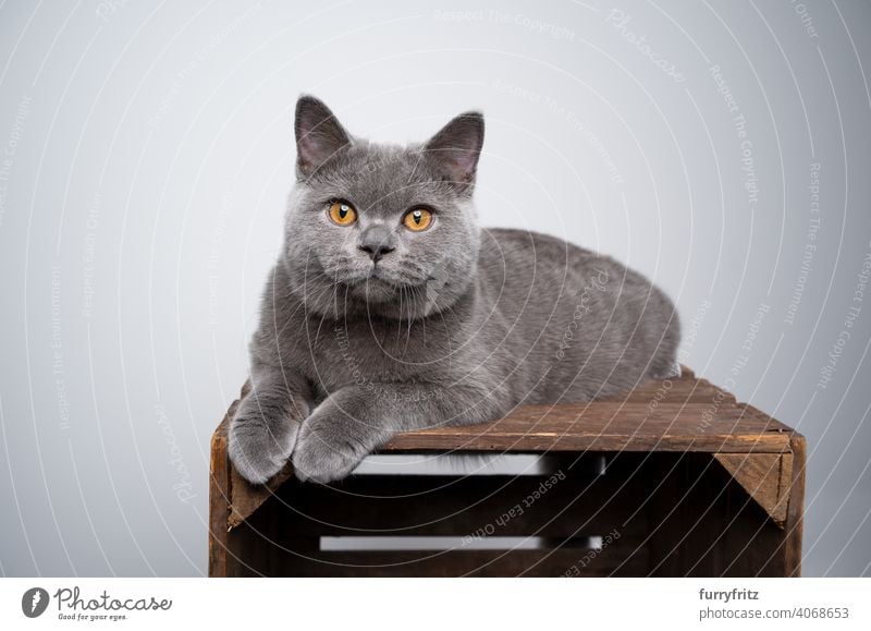 blaues Britisch-Kurzhaar-Kätzchen, das auf einer Holzkiste liegt und in die Kamera schaut Katze Haustiere Rassekatze britische Kurzhaarkatze fluffig Fell