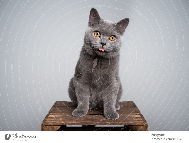 Britisch-Kurzhaar-Kätzchen streckt die Zunge heraus und macht ein lustiges Gesicht Katze Haustiere Rassekatze britische Kurzhaarkatze fluffig Fell katzenhaft