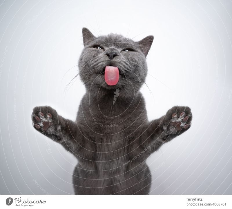Britisch Kurzhaar Kätzchen lecken Fensterglas mit Kopie Raum Katze Haustiere Rassekatze britische Kurzhaarkatze fluffig Fell katzenhaft Katzenbaby 6 Monate alt