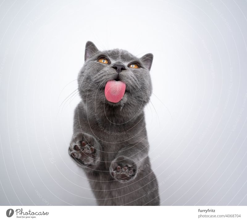 Britisch Kurzhaar Kätzchen lecken Fensterglas mit Kopie Raum Katze Haustiere Rassekatze britische Kurzhaarkatze fluffig Fell katzenhaft Katzenbaby 6 Monate alt