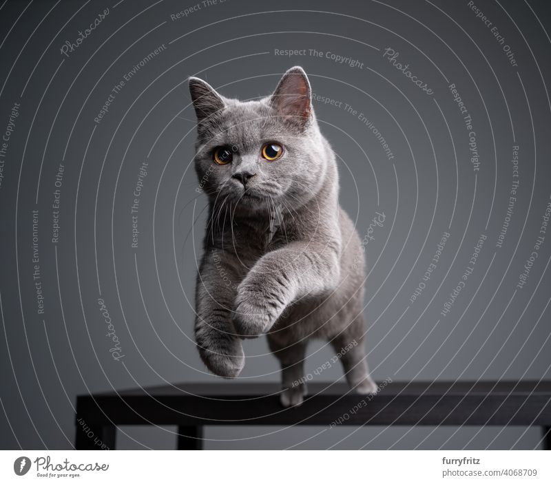 Britisch-Kurzhaar-Kätzchen springt vom Tisch auf grauem Hintergrund mit Kopierraum Katze Haustiere Rassekatze britische Kurzhaarkatze fluffig Fell katzenhaft