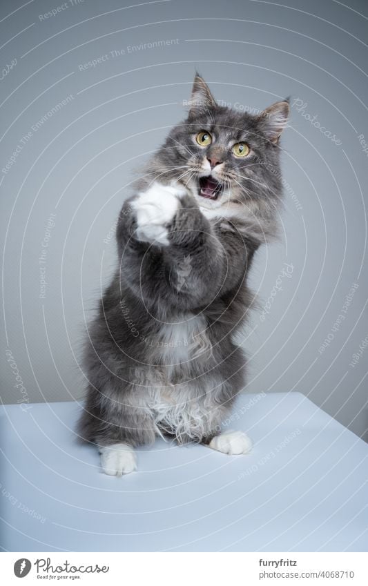 Maine Coon Katze Falten Hände betteln mit offenen Mund machen lustiges Gesicht Studioaufnahme grau Haustiere fluffig Fell katzenhaft Rassekatze maine coon katze