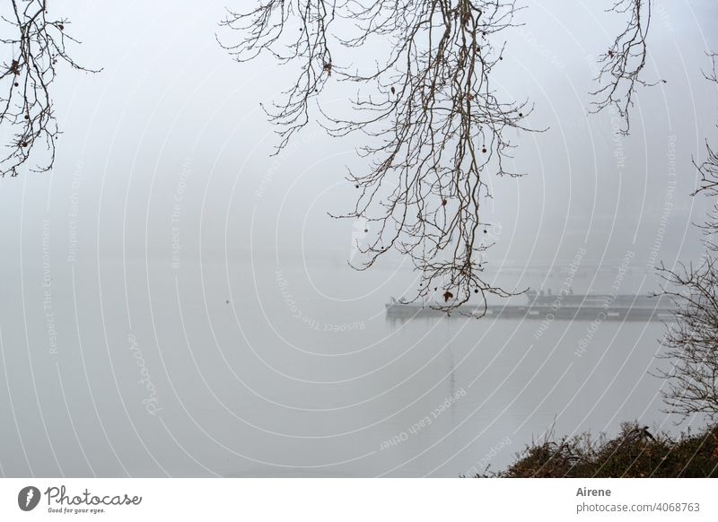 aussichtslos Nebel See Seeufer ruhig Morgenstimmung Ufer Einsamkeit neblig Morgennebel früh Melancholie geheimnisvoll mysteriös trüb Zweige winterlich