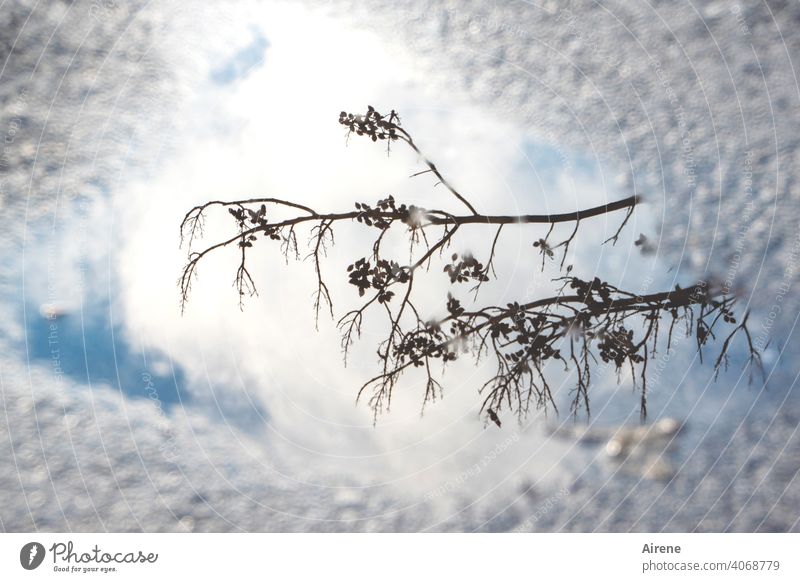 Illusion | Spiegelbild im Winter Reflexion & Spiegelung Pfütze Himmel blau Schönes Wetter Sonnenlicht Urelemente Straße Zweige u. Äste Lichtblick natürlich