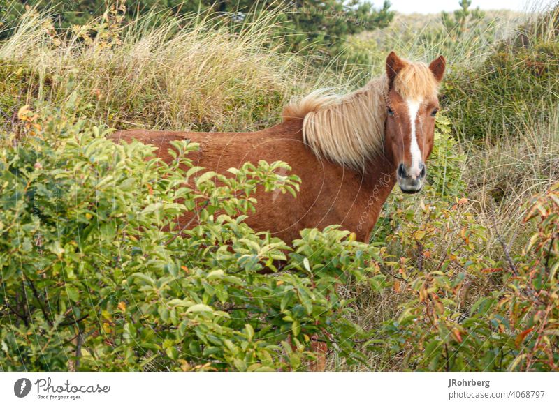 Pferd in Sträuchern meer sträucher gras skandinavisch norden pony