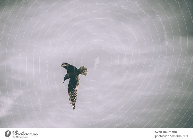 Möwe fliegt in den Himmel fliegen Ruhe vogel Vogel Feder Freiheit Tier Natur Meer Ostsee Flügel Vögel Strand Außenaufnahme Küste Farbfoto