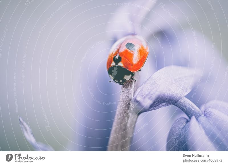 kleiner Marienkäfer auf Blütenstiel Blumen und Pflanzen Frühling herbst Blatt Fahne Insekt Makro Natur Sommer Käfer Tier grün Makroaufnahme Glück rot Farbfoto