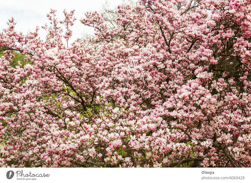 kleinen Magnolienbaum mit rosa Blüten. eine große Anzahl von Magnolienblüten. unscharf. Fröhlich schönen Hintergrund. große Dude während der Blüte. Magnolienblütenstand gegen den Himmel
