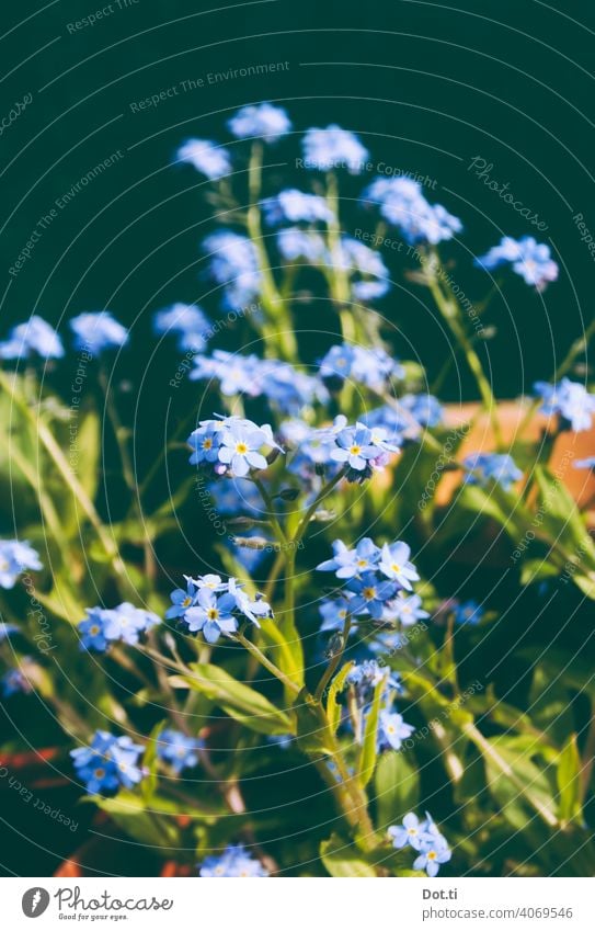 Vergissmeinnicht Vergißmeinnicht Blüte Gartenblume blau Sommer Blühend Frühling Nahaufnahme Menschenleer Natur Außenaufnahme Farbfoto Pflanze grün
