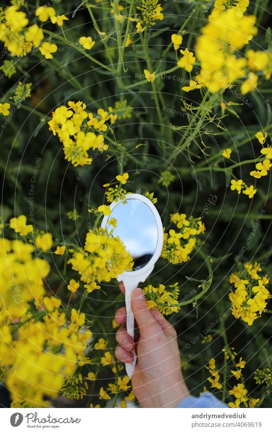 Eine weibliche Hand mit einem Miniatur-Retro-Spiegel in Feld von gelben Wildblumen reflektiert wird. Kreative Sommer helles Konzept. Saison Natur Fröhlichkeit