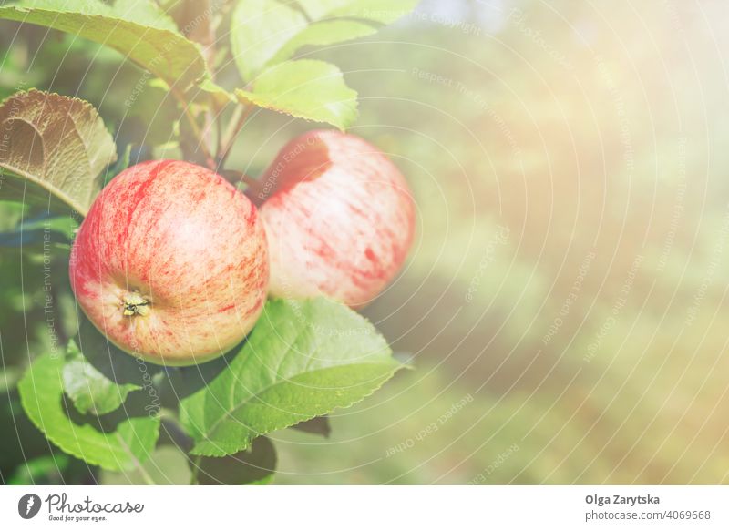 Zwei rote Äpfel auf einem Zweig im Sonnenlicht. Apfel Baum Ast Bauernhof Herbst Farbe lecker fallen Lebensmittel frisch Frucht Ernte Blatt natürlich Natur