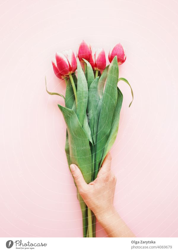 Die Hand einer Frau hält einen Strauß rosa Tulpen. armvoll Blume Hintergrund geblümt Geburtstag Blatt Frühling grün Tag pulsierend Feiertag Blumenstrauß