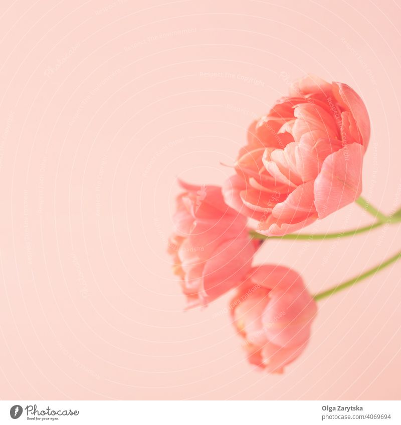 Drei korallenrote Pfingstrosen-Tulpenblüten. Blume Selektiver Fokus Korallenfarbe Monochrom Pastell Postkarte minimalistisch Farbe romantisch Zärtlichkeit