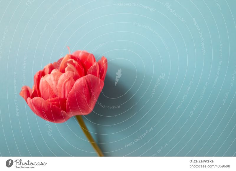 Schöne rote Pfingstrose Tulpe Blume auf blau. rosa Hintergrund Top Ansicht geblümt Natur Frühling Postkarte Flora hell Gruß Licht Blütenblatt Romantik Blütezeit
