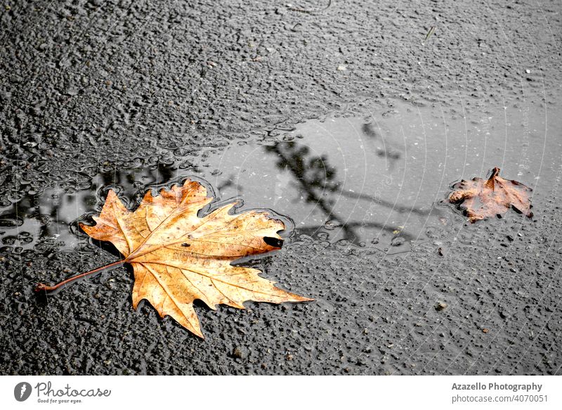 Ein gelbes Ahornblatt auf einer nassen Straße Asphaltstraße Herbst Herbstkonzept Herbstlaub Herbstmorgen Hintergrund Ball schön Buchse kreisen Stadtbild