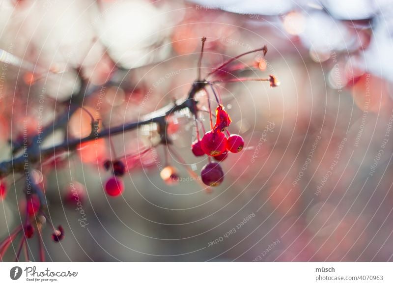 Herbstzweig Zweig Ast Frucht Romantik Sonnenlicht Strauch Beeren rot Wärme Garten grau Reflexionen Baum blau Boukeé Jahreszeit