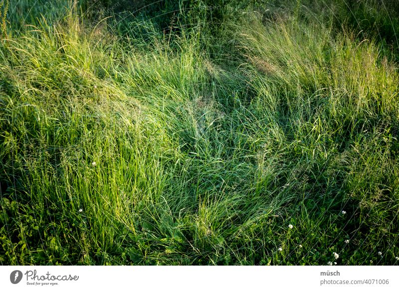 Wiese Gras Natur grün Spur Halme Tritt Verdacht Blümchen Klee Frage Landwirtschaft Umwelt