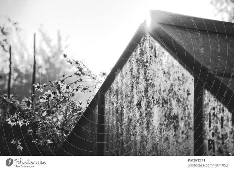Sonne und Blumenranke verschwinden hinterm Dach eines Gewächshauses im Schrebergarten Garten Sonnenstrahlen Natur natürlich verwildert Außenaufnahme